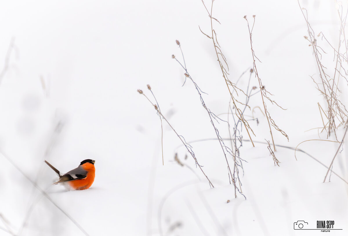 Linnuprogramm lasteaiale