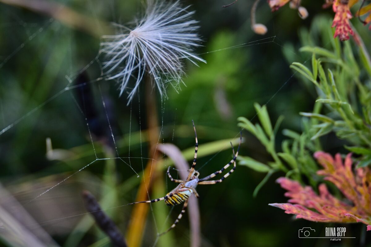 Putukaprogramm lasteaiale
