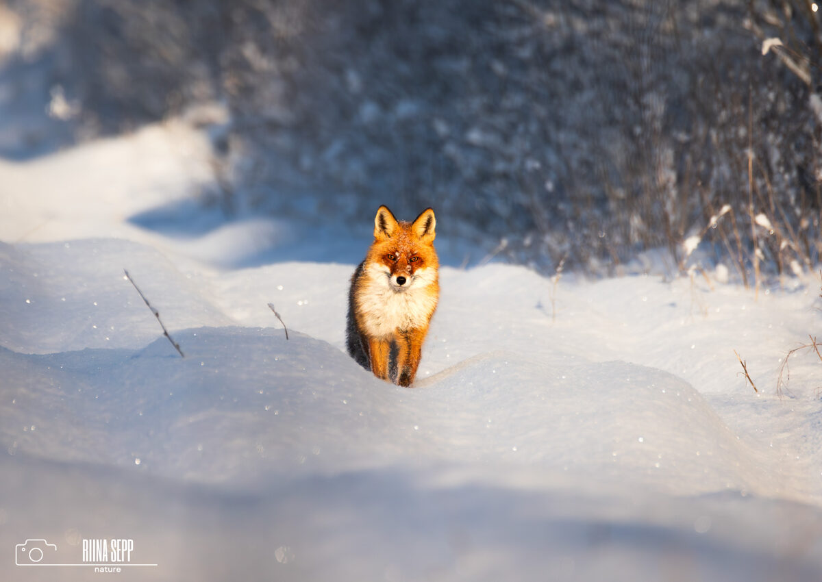 Metsloomade programm lasteaiale